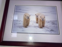 Polar Bear Nature Signed Limited Edition Framed Art Print