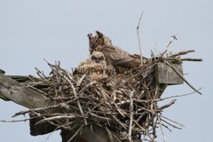 Owl Photo, Pick One Image – Various Sizes
