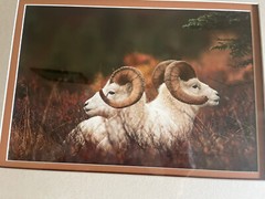 Signed Thomas Mangelsen Bighorn Sheep Framed Photo