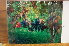 Photographic Images 14″ X 9½» full color Mediterranean art photographs» MF22-24