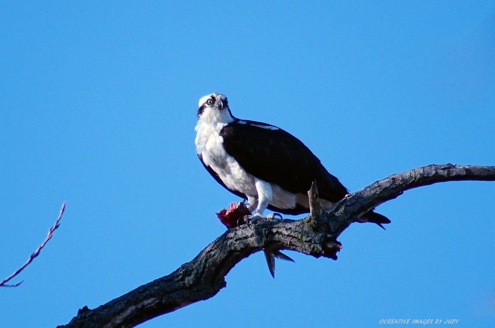 «Fish – It’s What’s for Dinner» Osprey Wall Art