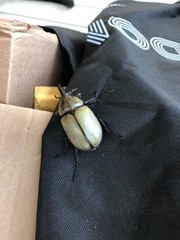 Dynastes tityus – Rhinoceros Beetle 4X6″ Photograph Copy Atlanta B1