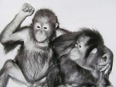 Orangutan Rawit and Bini Berlin Zoo orig. Photo 1981
