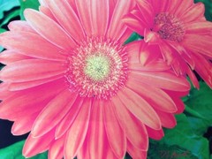 Modern Abstract Dreamy Gerbera Daisy Digital Drawing Print Pro Matted Deb Booth