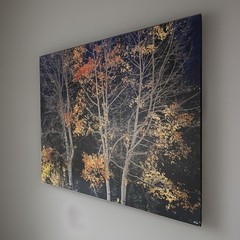Rodney Lough Jr. «Silver Aspen» Limited Edition #83/500 French Cleat 26×22”