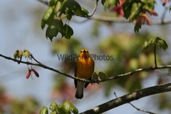 Prothonotory Warbler Photo, Pick One Image – Various Sizes