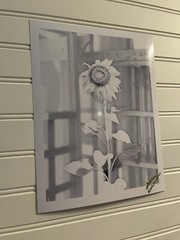 Sunflower #7 – landscape photograph 8.5×11