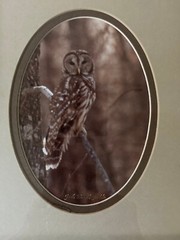 Wood Framed Barred Owl Nature Art Photograph by Jack B. Reynolds 12.5″x10.5″ COA