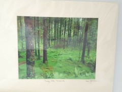 Ireland Forest Moss Ferns Trees Photograph 11 x 14 Matted NEW SEALED County Cork