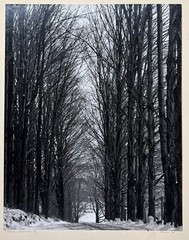 Original CLEMENS KALISCHER ‘Path in the Woods POWNAL VERMONT’ Landscape PHOTO