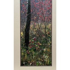 Signed Michael Sherrill Photo ‘Fall Color II’ Matted Vertical Oregon Art 12×24
