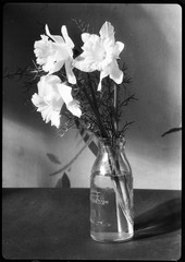 still life w flowers, unusual, Eduard PEZDIKA, vintage fine art negative! 1935,