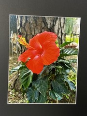 Red Hibiscus Flower 11 x 14″ Color Photo Print w/ Matting