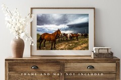 Horse Photography Print | Equine Picture | Oklahoma Wall Art | Western Decor