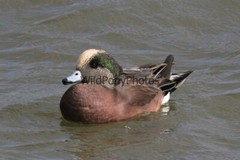 American Widgeon Photo, Pick One Image – Various Sizes
