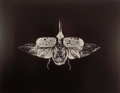 Original Large Format Black & White Photo Hercules Beetle by Charles Fendrock