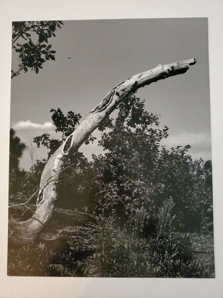 FALLEN TREE ORIGINAL SIGNED ART PHOTO B&W STETTNER VTG MATTE NJ CAMERA