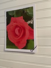Garden Rose #5- landscape photograph 8.5×11