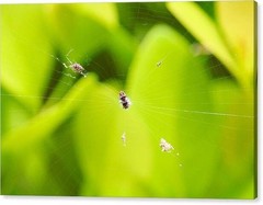 A Veil of Cobwebs – 24×36 Framed Nature Photography Art Print