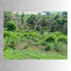 Verdant Hillside in the Philippines – Ideal for Nature and Landscape Enthusiast