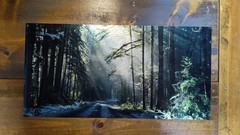 Olympic Forest Winter Sunrise/Print #1/ Metallic Ink