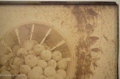 Beautiful Antique Albumen Print Photograph of Bushel of Apples, Lovely!