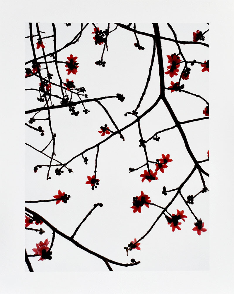 Duyvendijk, Kapok, Hong Kong, 2011. [Signed Original Color Photograph].