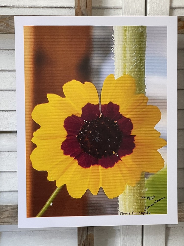 Landscape photograph- Plains Coreopsis 8.5×11
