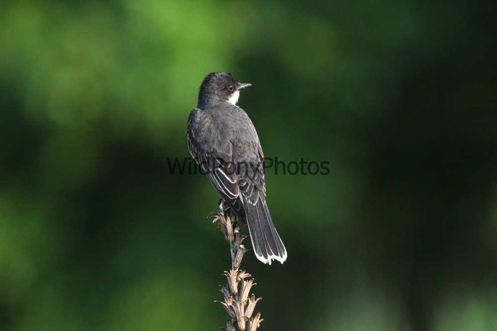 Eastern Kingbird Photo, Pick One Image – Various Sizes