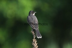 Eastern Kingbird Photo, Pick One Image – Various Sizes