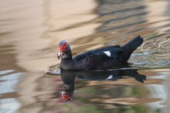 Muscovy Duck Photo – Pick One Image – Various Sizes