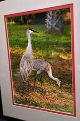 Sandhill Crane Art Photography NANCY C. MORELAND 17 X 21″