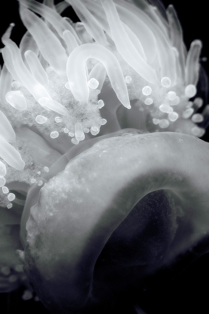 Fine Art Photography, Black and White print,12×18, Aquarium Resident