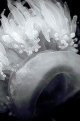 Fine Art Photography, Black and White print,12×18, Aquarium Resident