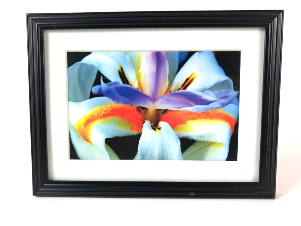 IRIS FLOWER, 4×6 » MATTED AND FRAMED PRINT, READY TO HANG, GREAT FOR GIFTGIVING
