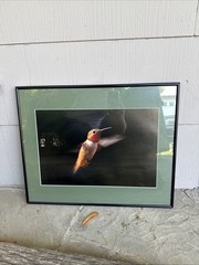 Large 16″ Vtg Hummingbird Picture Print Bird Photography Fine Art Photo Signed
