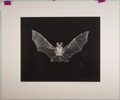 Original Large Format Black & White Photo Bat by Charles Fendrock Listed
