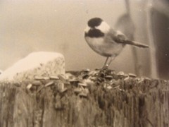 2 Antique Signed Halley Erskine Bird Photographs 4 1/2″ by 6 3/8″