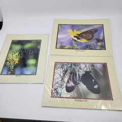 PHOTOGRAPHY Art Prints Lot 3 Vintage Butterfly Flowers Nature Photos – HW021