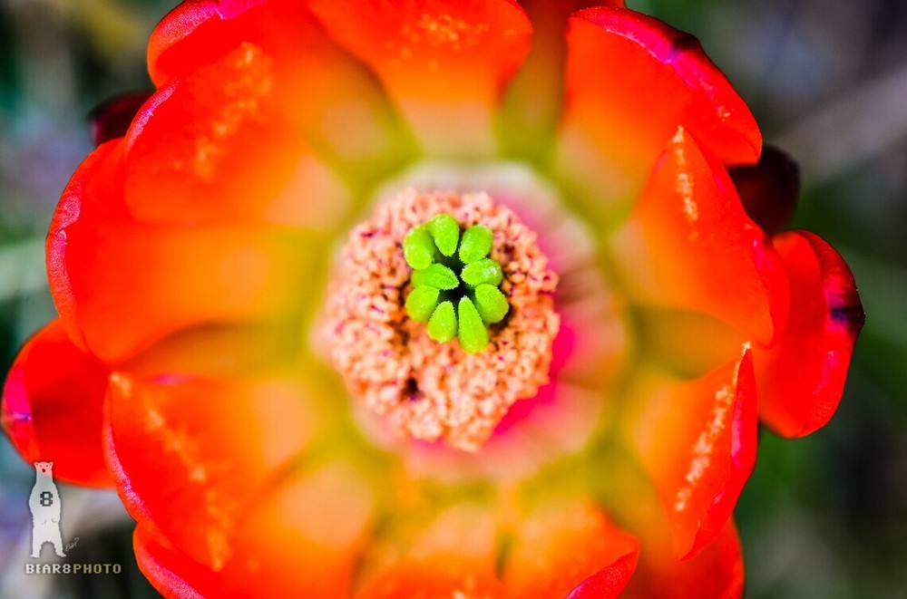 Echinocereus Coccineus (Scarlet Hedgehog Cactus) Flower – Fine Art Prints