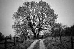 Digital Image Picture Photo Pic Wallpaper Background Tree In Country Field 8833