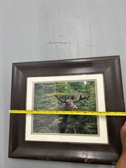 Vintage framed wildlife bull moose forest Photography nature Home Decor