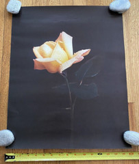 Large Yellow Flower Art Print Original Vintage 1980’s 16″X 21″