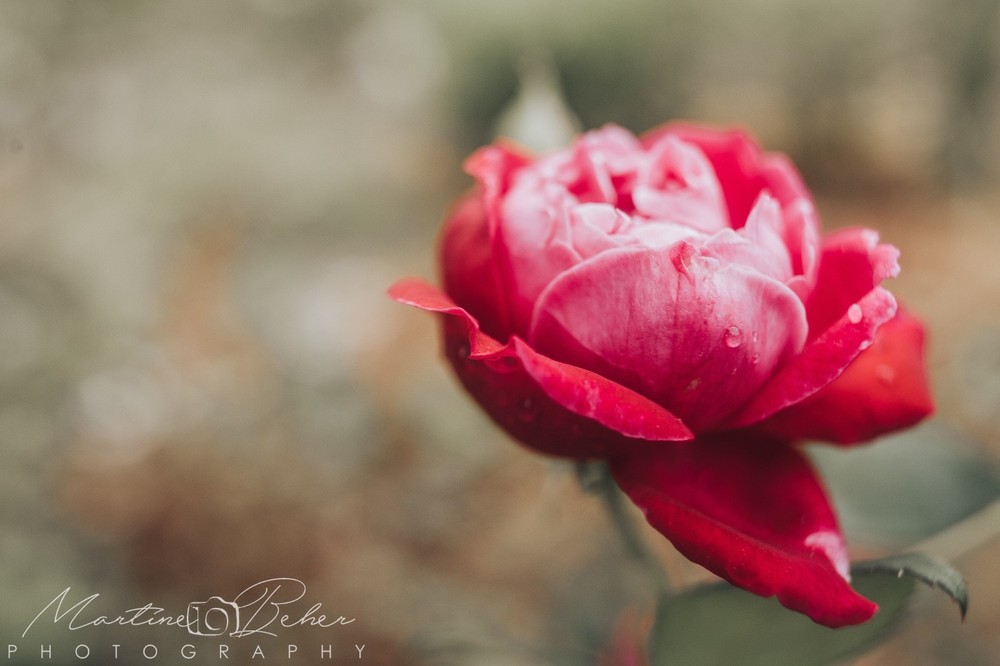 Fuscia Pink Rose Wall Art Print Various Sizes Fine Art Photography