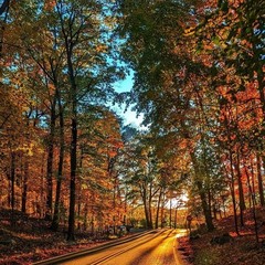 MH Nature & Landscape Photographs – Flowers Trees Water Landscapes 16×20 Canvas.