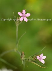Original ACEO photo fine art print 2.5 x 3.5″ DEPTFORD PINK wildflower dianthus