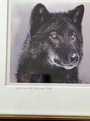 Randy Napier Signed Framed Limited Edition Art Photograph Gray Wolf In Snow 2005
