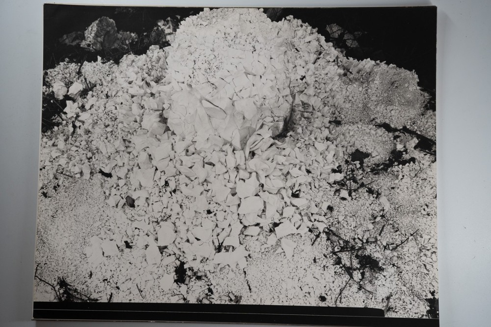 Photographic Print Vintage France Nature Detail 40X50 Cm 1970