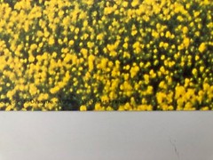 SNOWDON/HOYER ,’TOSCANY,ITALY,2001′ RARE AUTHENTIC ART PRINT
