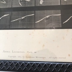 EADWEARD MUYBRIDGE 1887 collotype ANIMAL LOCOMOTION Bird Plates 760 762 Prints
